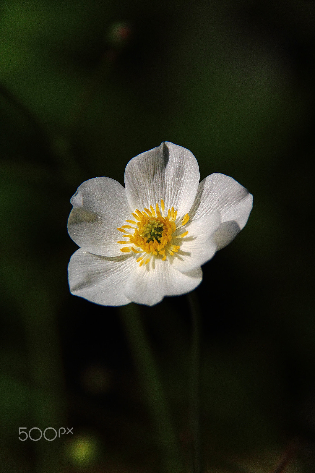 Canon EF-S 18-200mm F3.5-5.6 IS sample photo. Anemone sylvestris photography