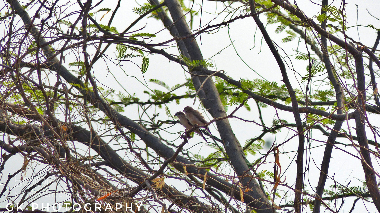 Panasonic Lumix DMC-FZ200 sample photo. Pair of birds photography