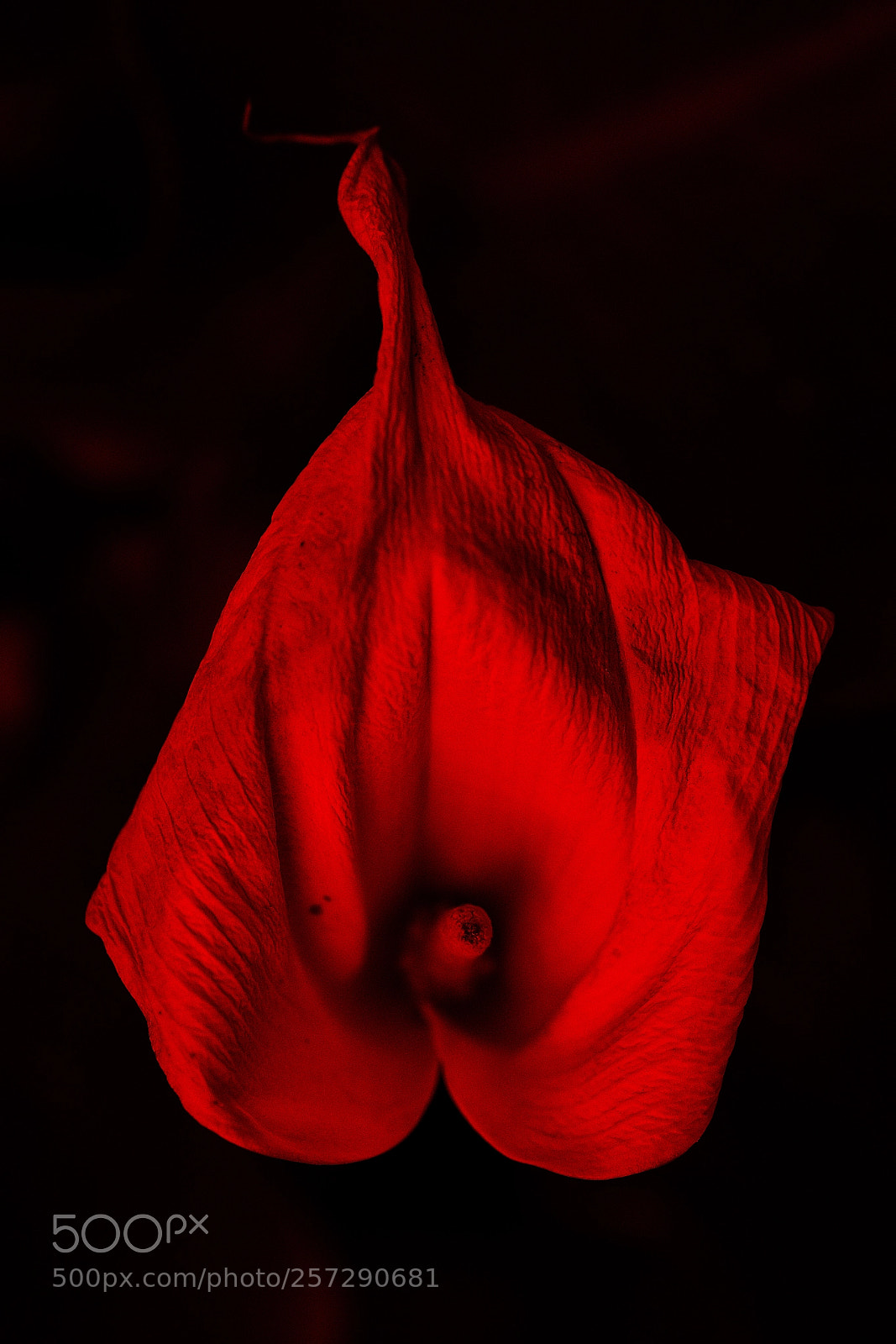 Canon EOS 6D sample photo. The flame photography