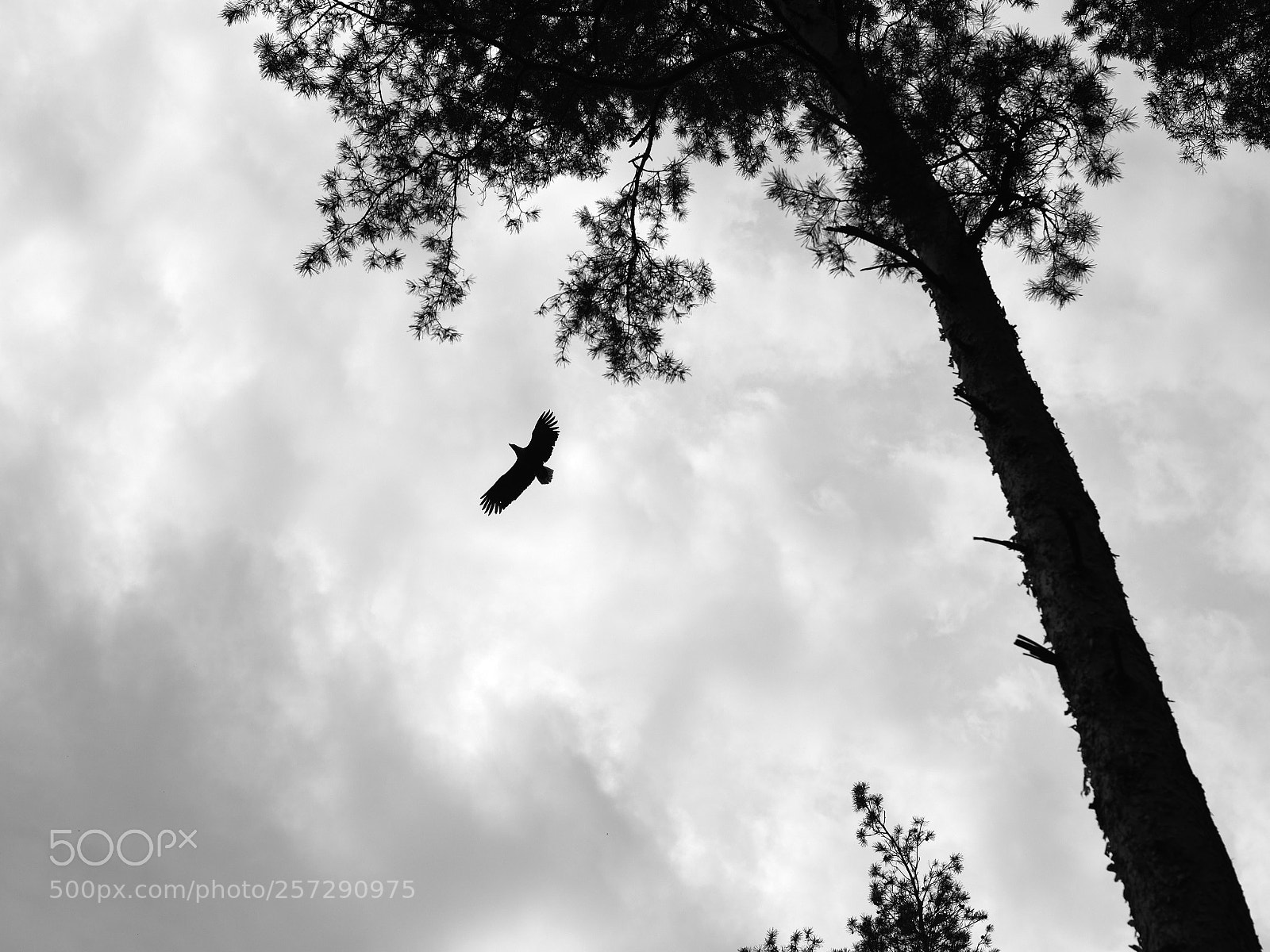 Nikon D7500 sample photo. White-tailed eagle over the photography