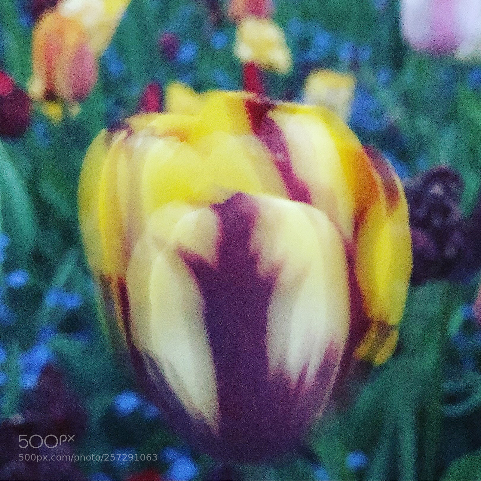 Apple iPhone 8 Plus sample photo. Tulipfantasy photography