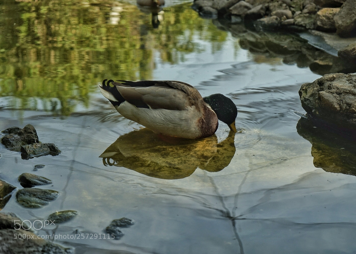 Sony a7 sample photo. Untitled photography