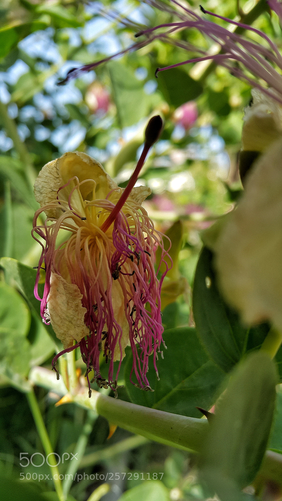 Samsung Galaxy Note4 sample photo. Caper flower photography