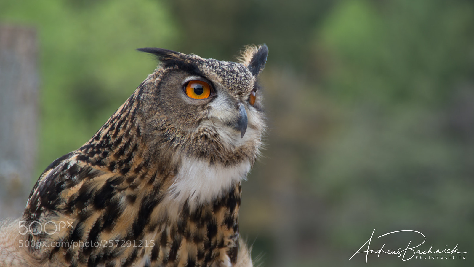 Nikon D5200 sample photo. On the hunt photography