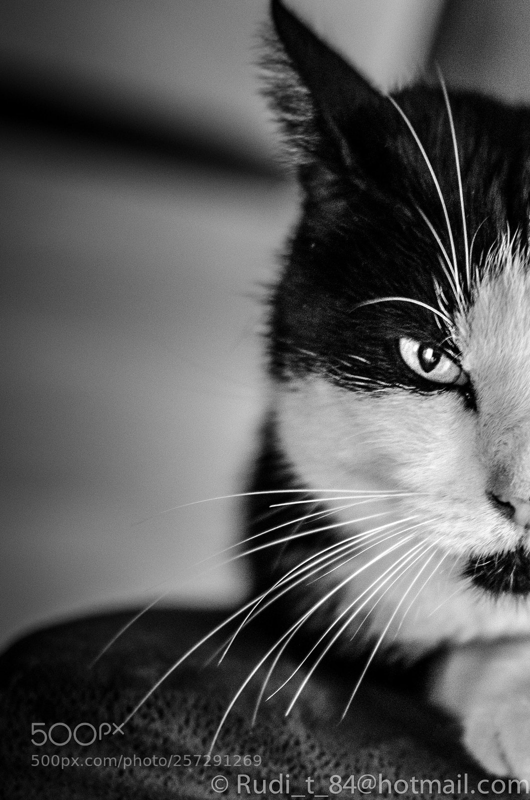 Nikon D7000 sample photo. Nice cat ? photography