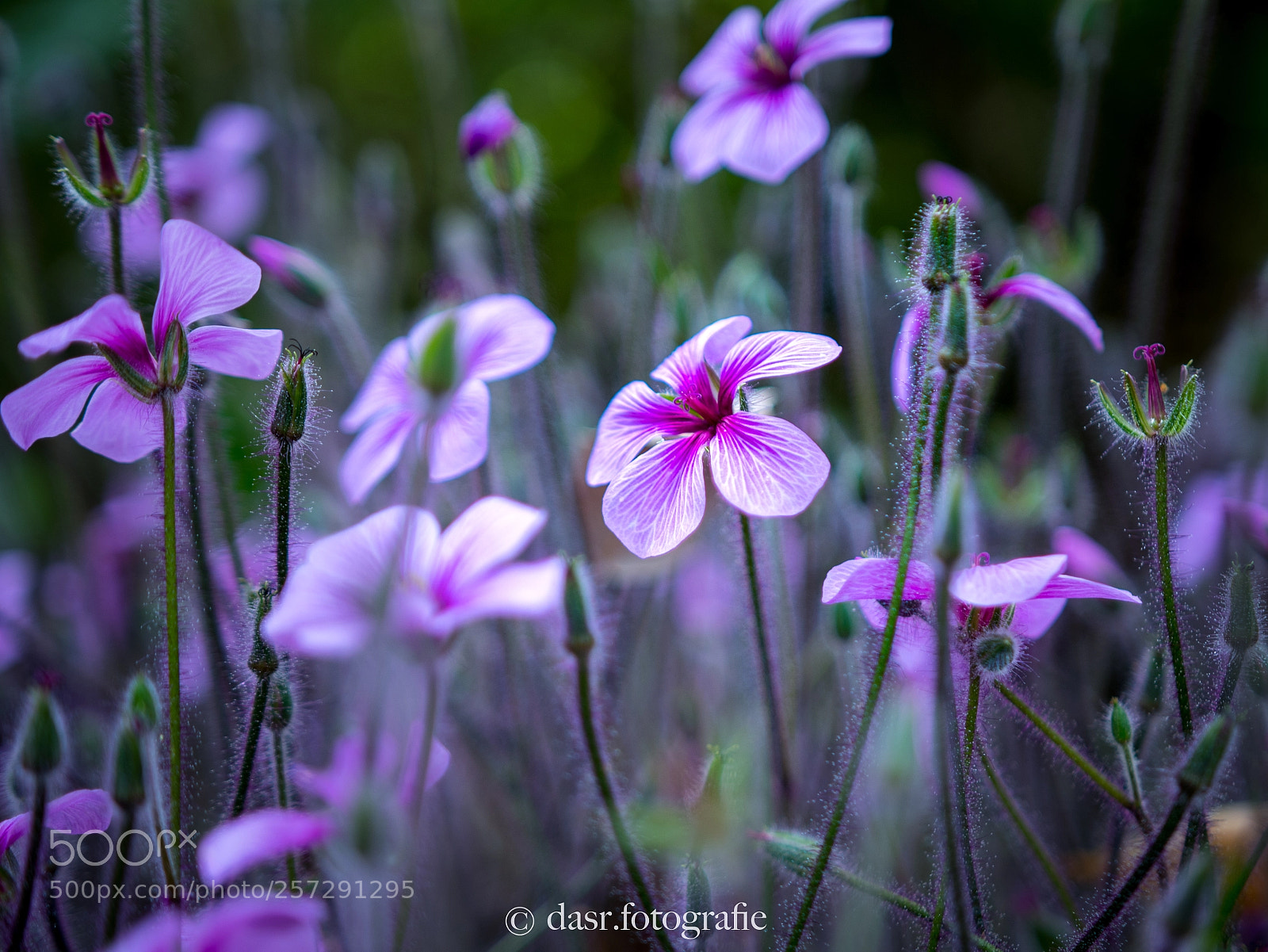 Nikon D500 sample photo. Purple flower photography