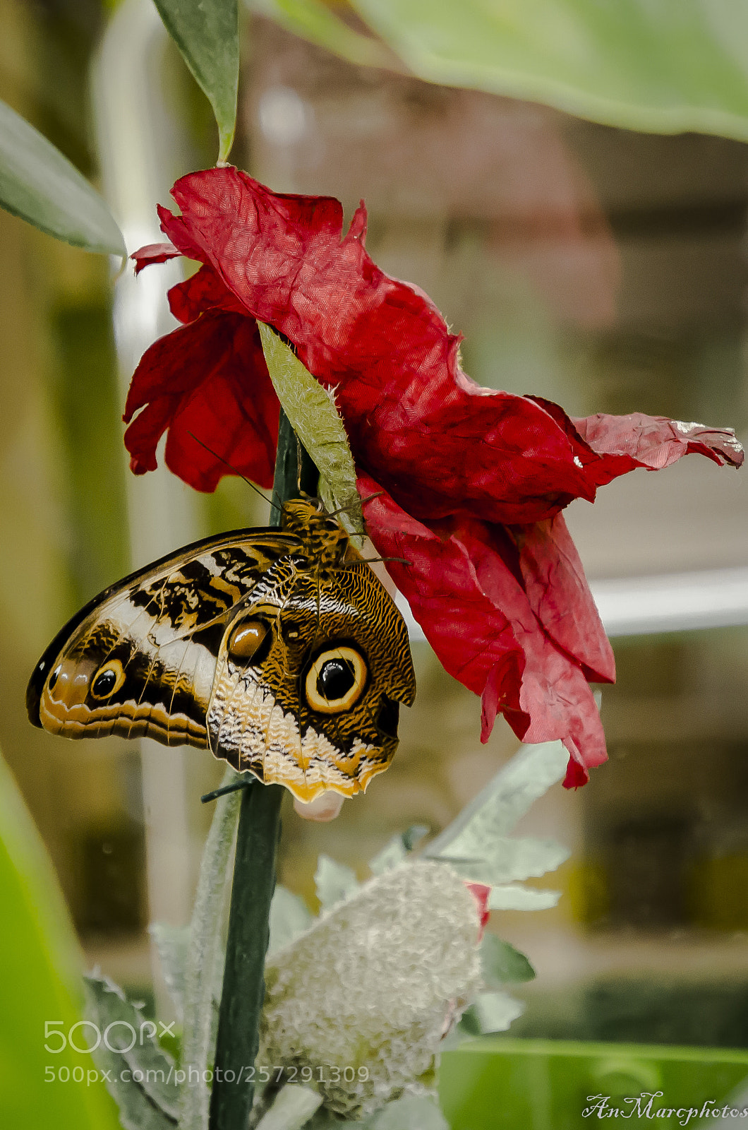 Nikon D7000 sample photo. Papillon butterfly () photography