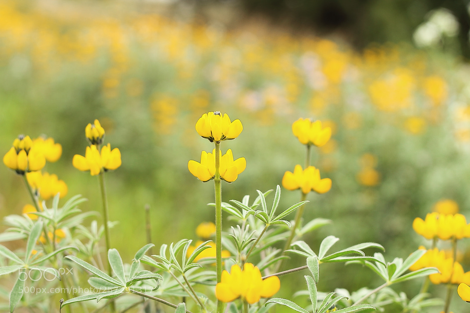 Canon EOS 7D + Canon EF 50mm F1.8 II sample photo. Lupin photography