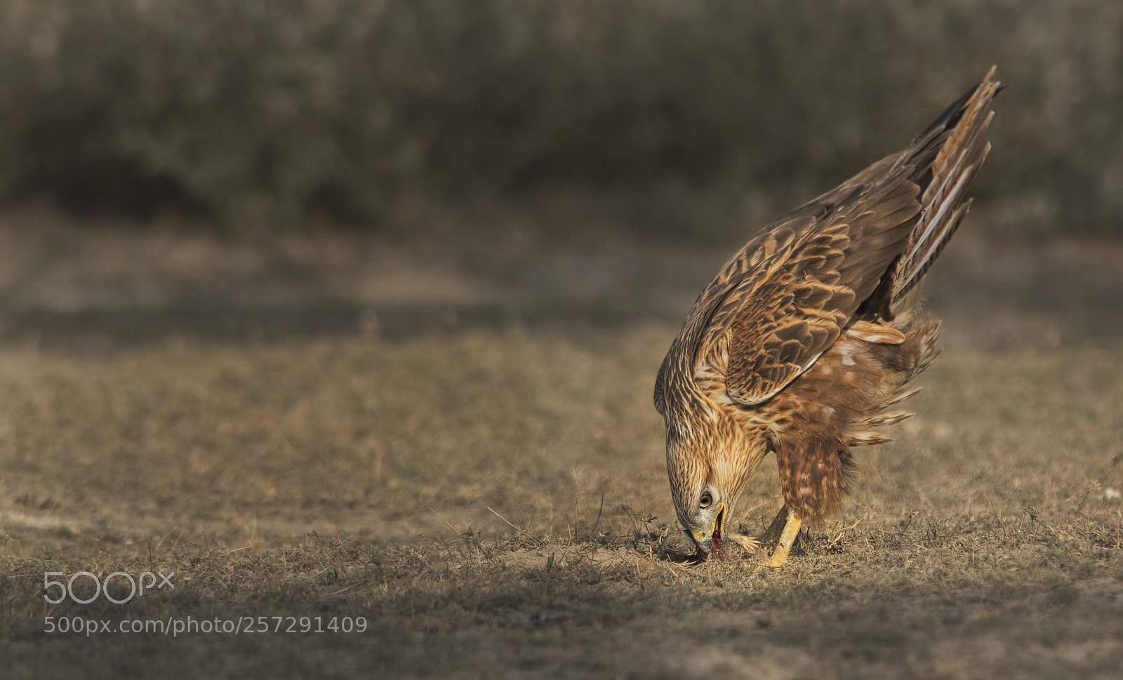 Nikon D750 sample photo. Long legged buzzard photography