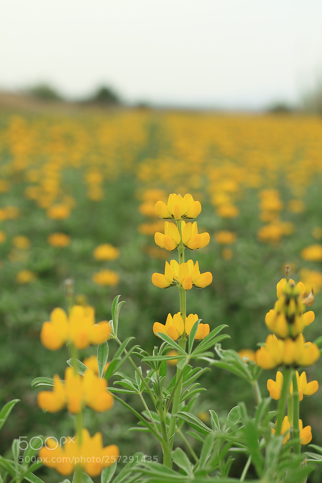 Canon EOS 7D + Canon EF 50mm F1.8 II sample photo. Lupin photography