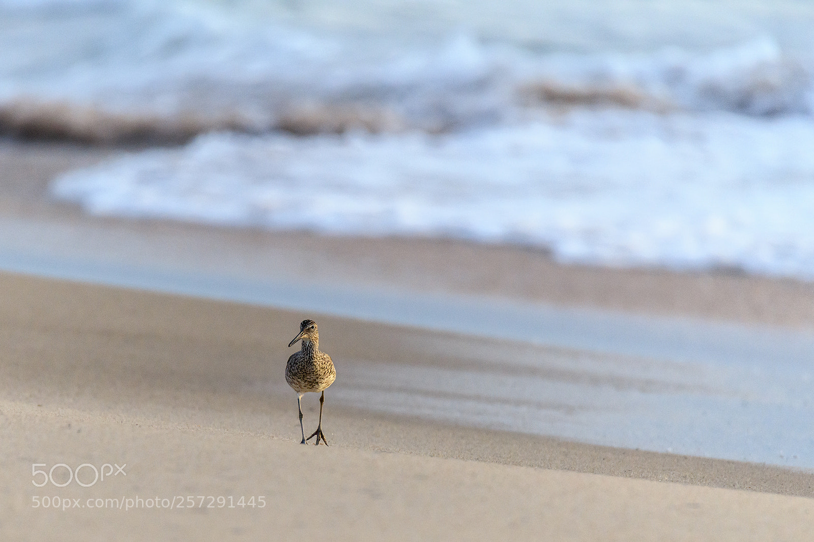 Nikon D850 sample photo. Willet at the beach photography