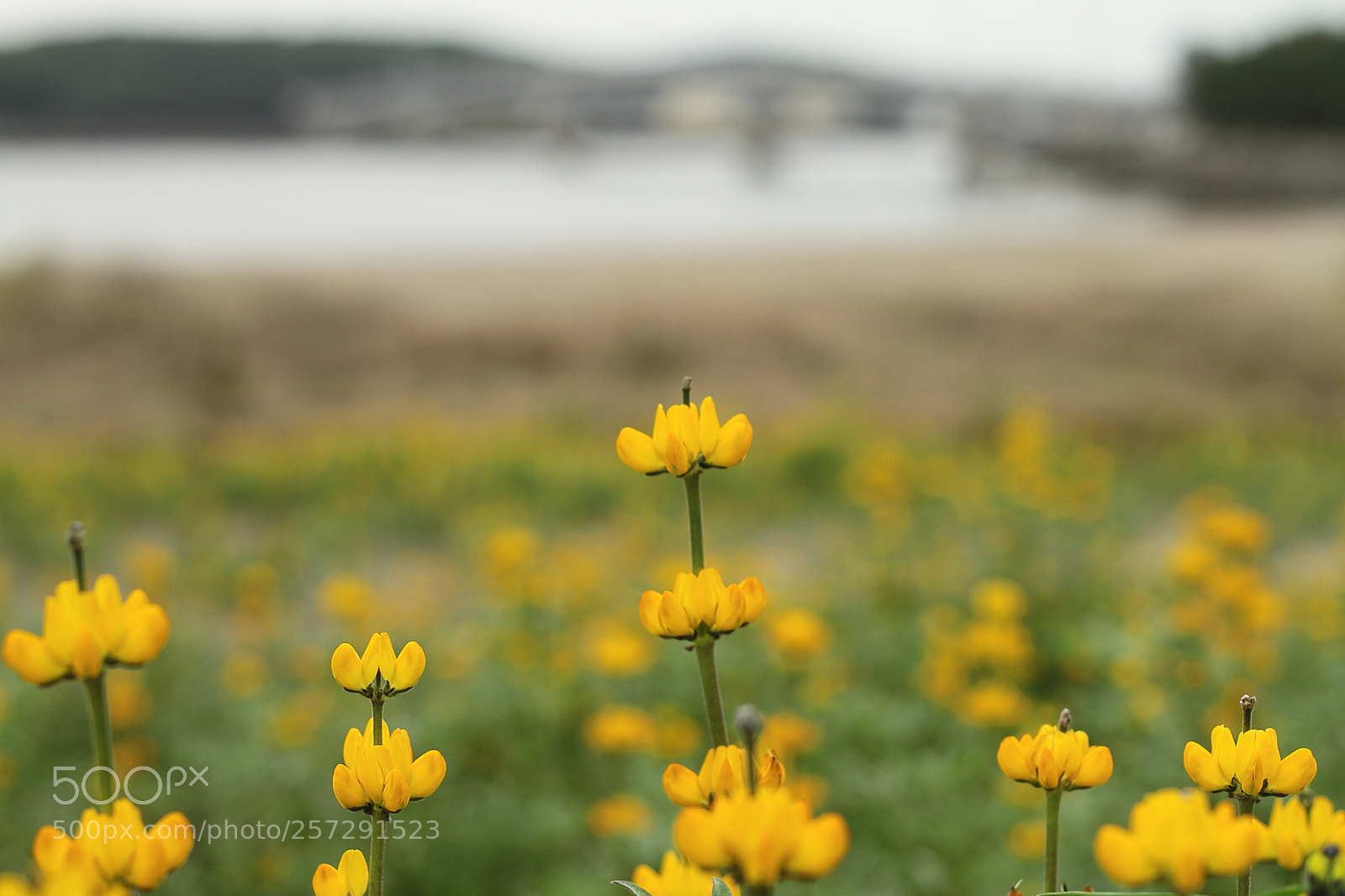 Canon EOS 7D + Canon EF 50mm F1.8 II sample photo. Lupin photography