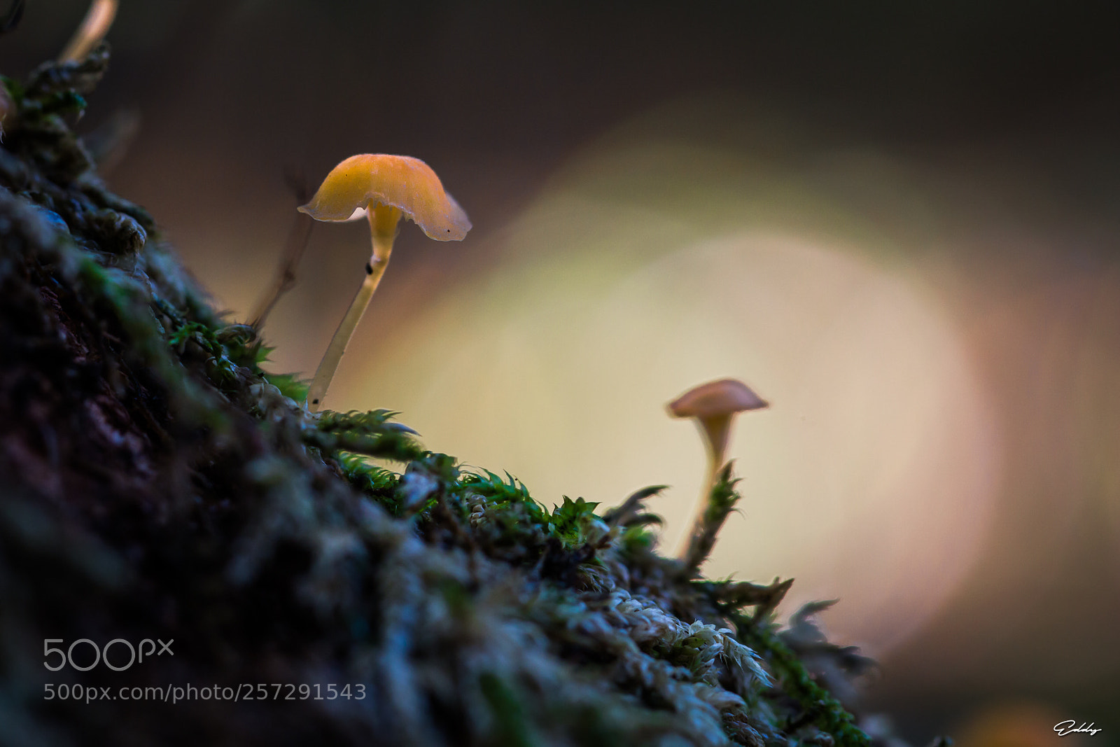 Canon EOS 70D sample photo. Champignon photography