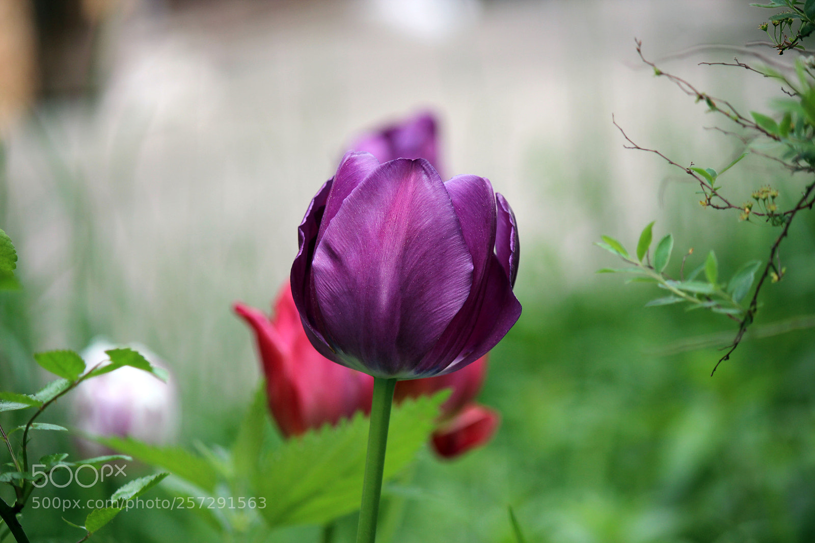 Canon EOS 600D (Rebel EOS T3i / EOS Kiss X5) sample photo. Heavenly spring photography