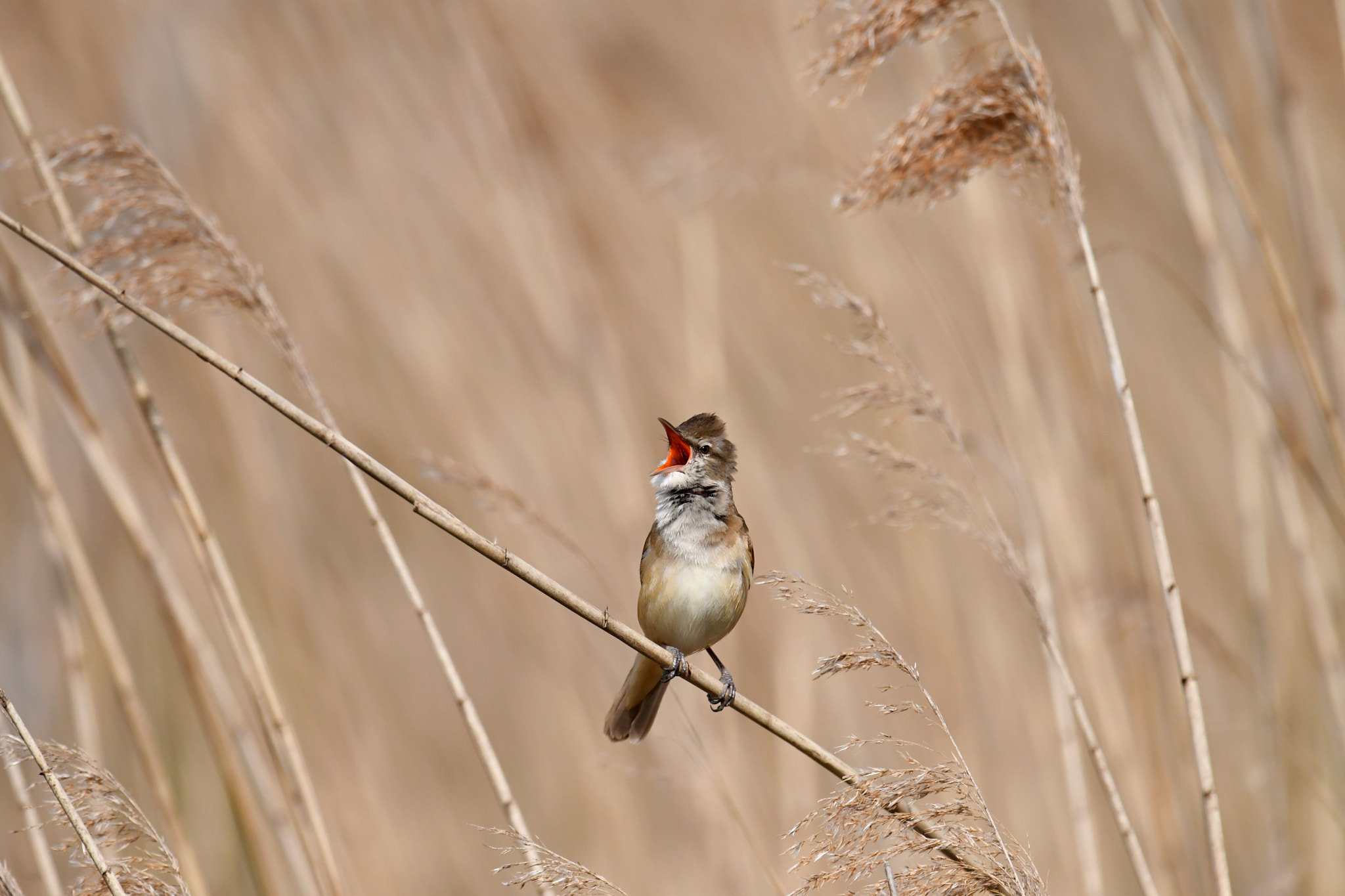 Nikon D500 + Nikon AF-S Nikkor 600mm F4G ED VR sample photo. Ton in ton photography