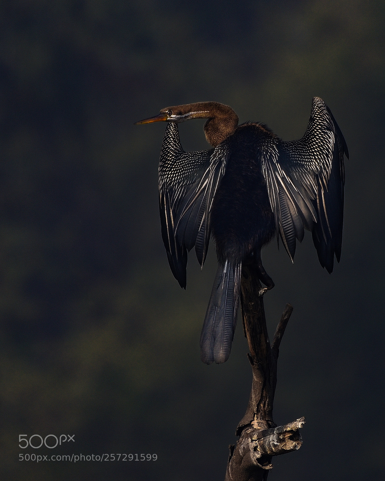 Nikon D7200 sample photo. X04_2048-2.jpg photography