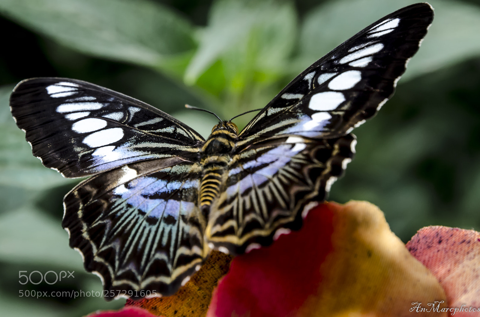 Nikon D7000 sample photo. Papillon butterfly () photography
