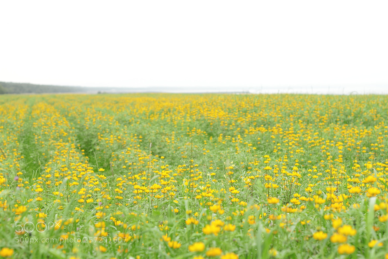 Canon EOS 7D + Canon EF 50mm F1.8 II sample photo. Lupin photography