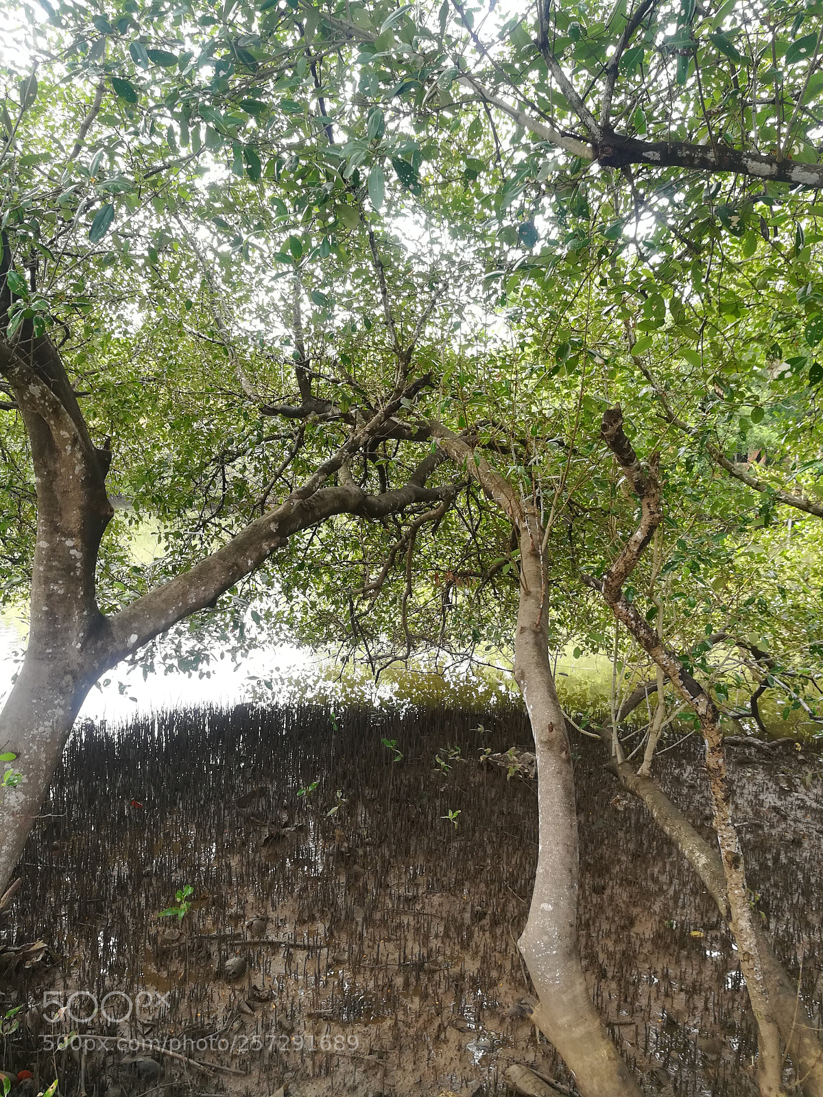 HUAWEI honor 6x sample photo. Marsh land photography