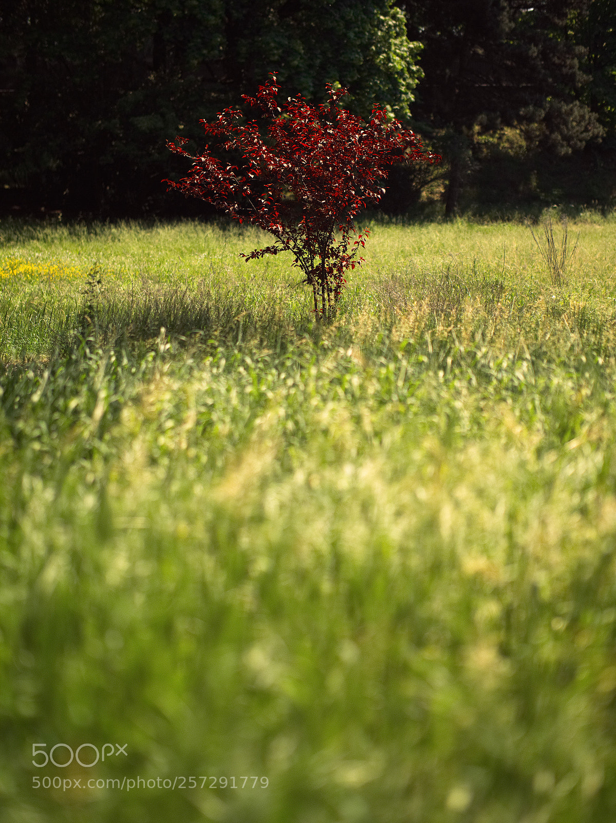 Panasonic Lumix DC-GH5 sample photo. Le printemps dans les photography