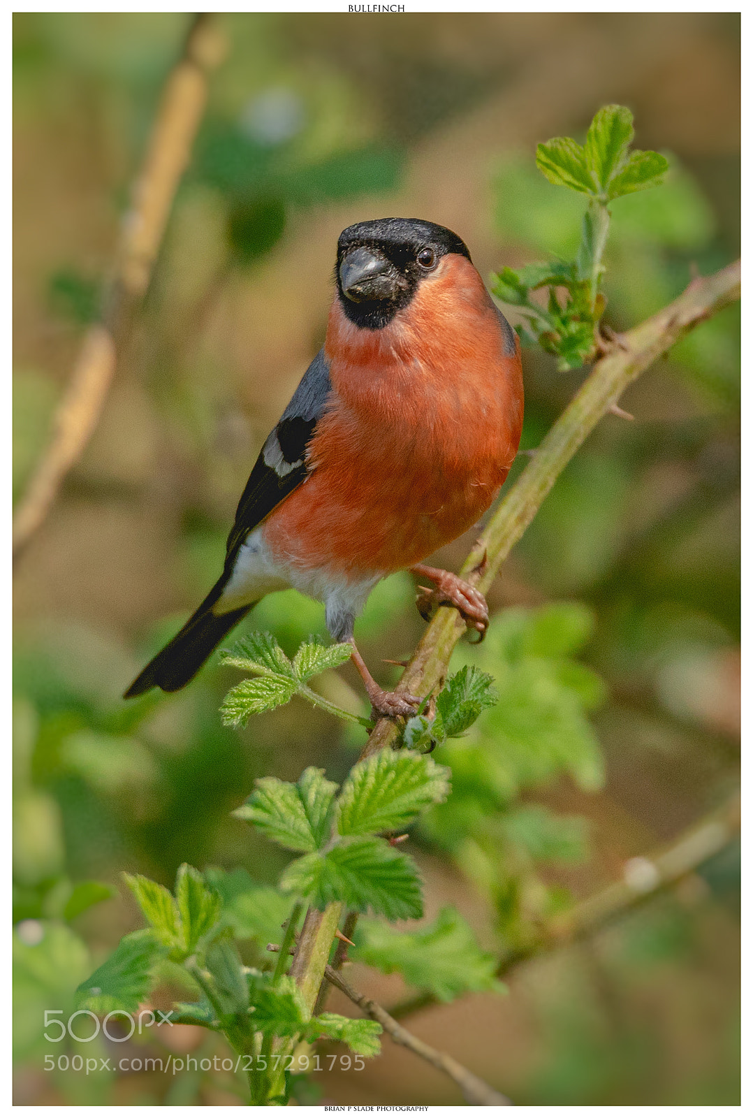 Canon EOS 5D Mark IV sample photo. Bullfinch photography