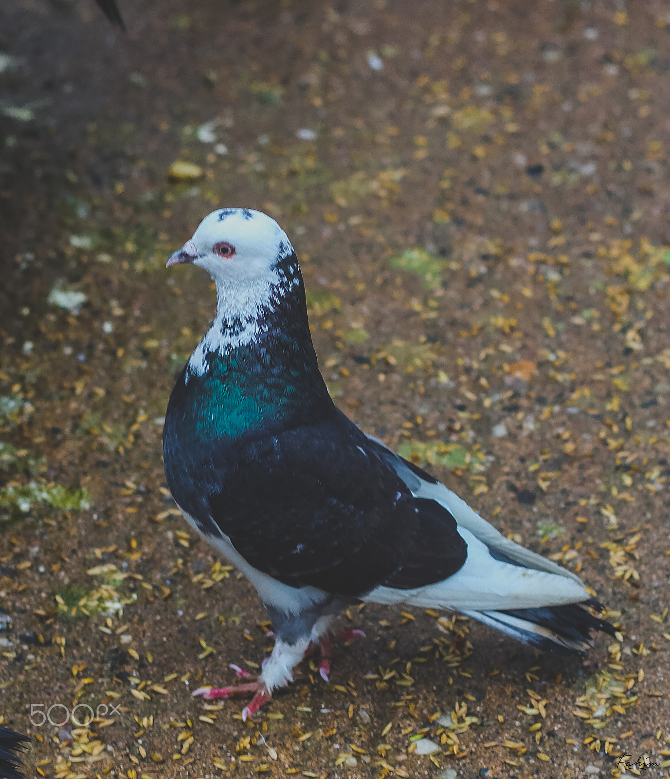 Canon EOS 700D (EOS Rebel T5i / EOS Kiss X7i) sample photo. Pigeon photography
