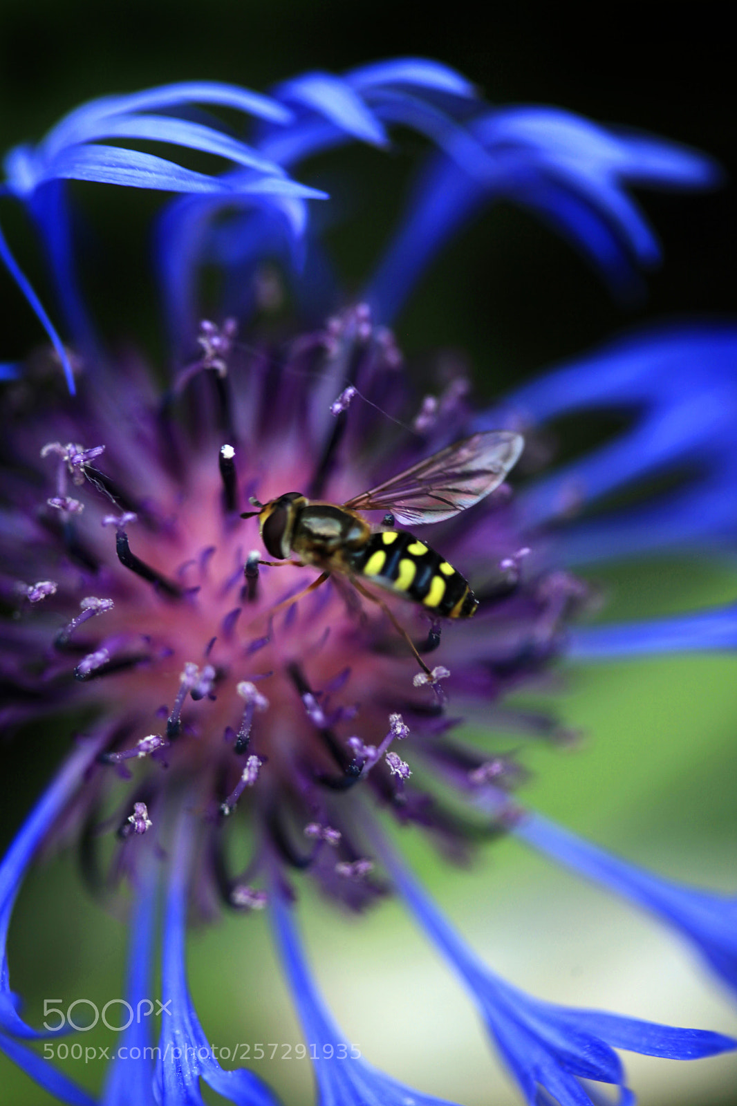 Canon EOS 5D Mark II sample photo. Bee on flower photography