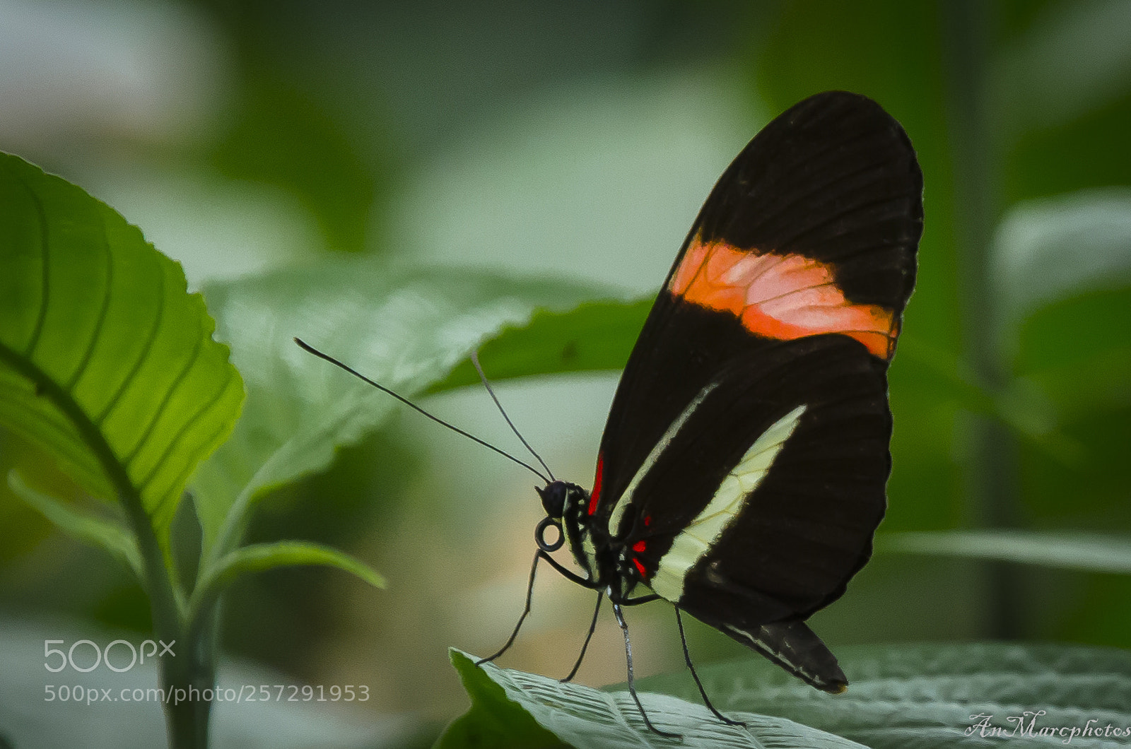 Nikon D7000 sample photo. Papillon butterfly () photography