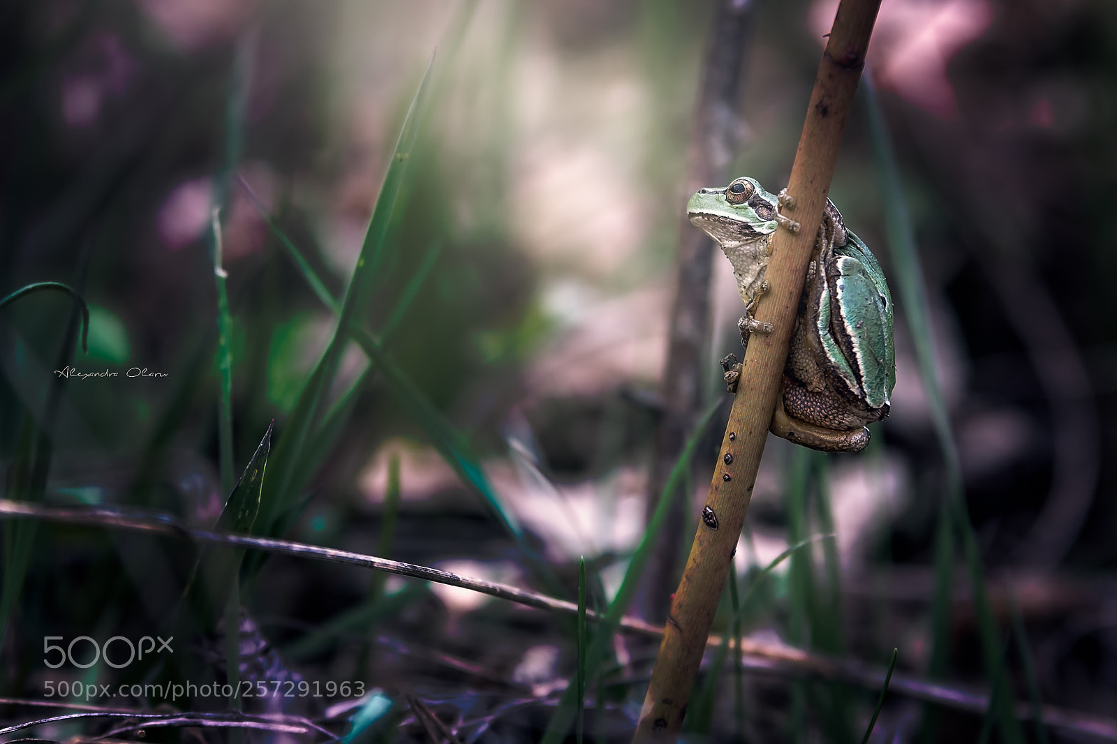 Nikon D7200 sample photo. Hyla orientalis photography