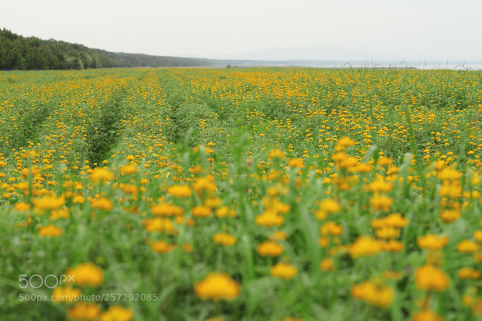 Canon EOS 7D + Canon EF 50mm F1.8 II sample photo. Lupin photography