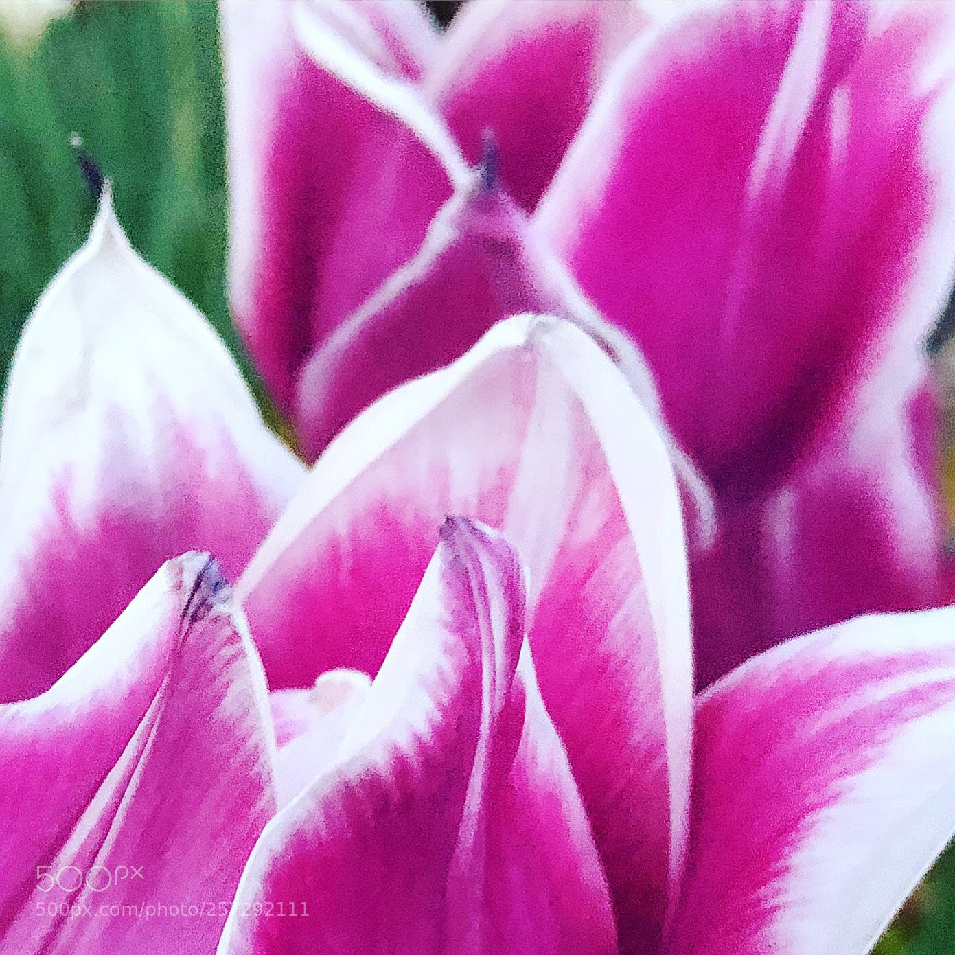 Apple iPhone 8 Plus sample photo. Love tulips photography
