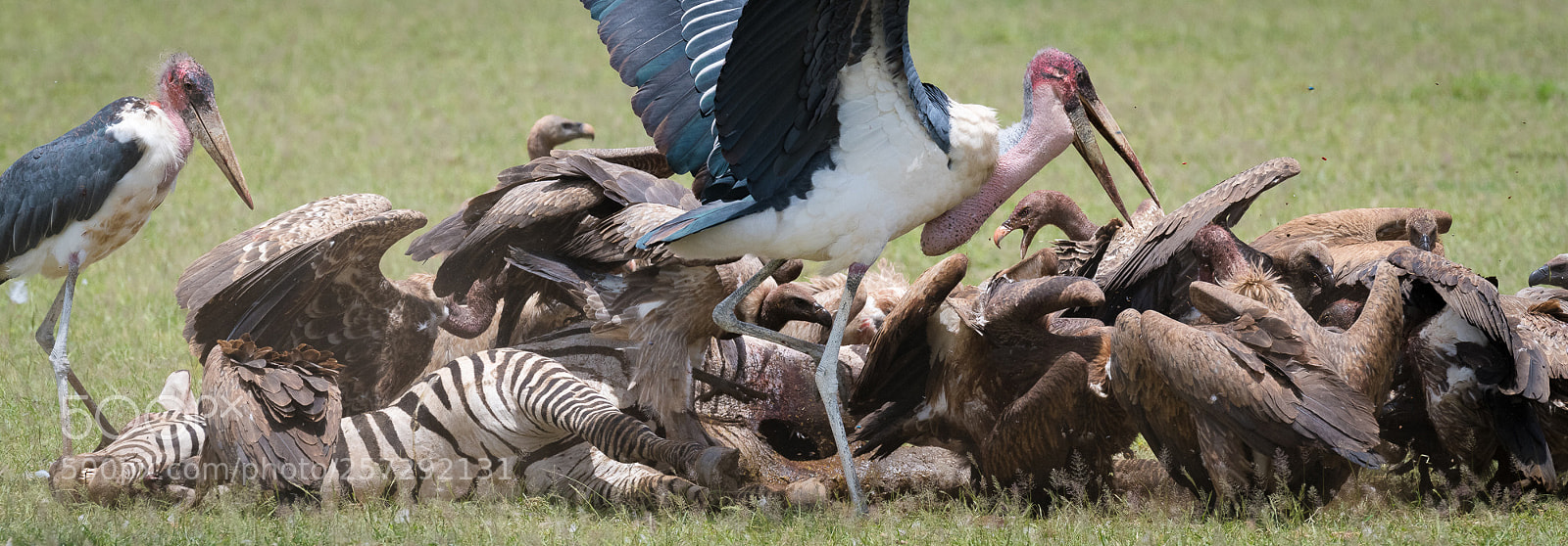 Nikon D850 sample photo. The fight for food photography