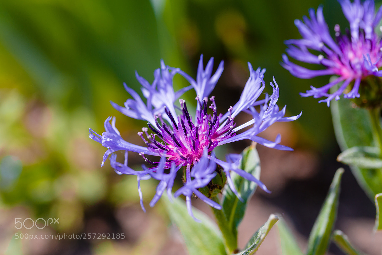 Canon EOS-1D X sample photo. 20180505123838041000018.jpg photography