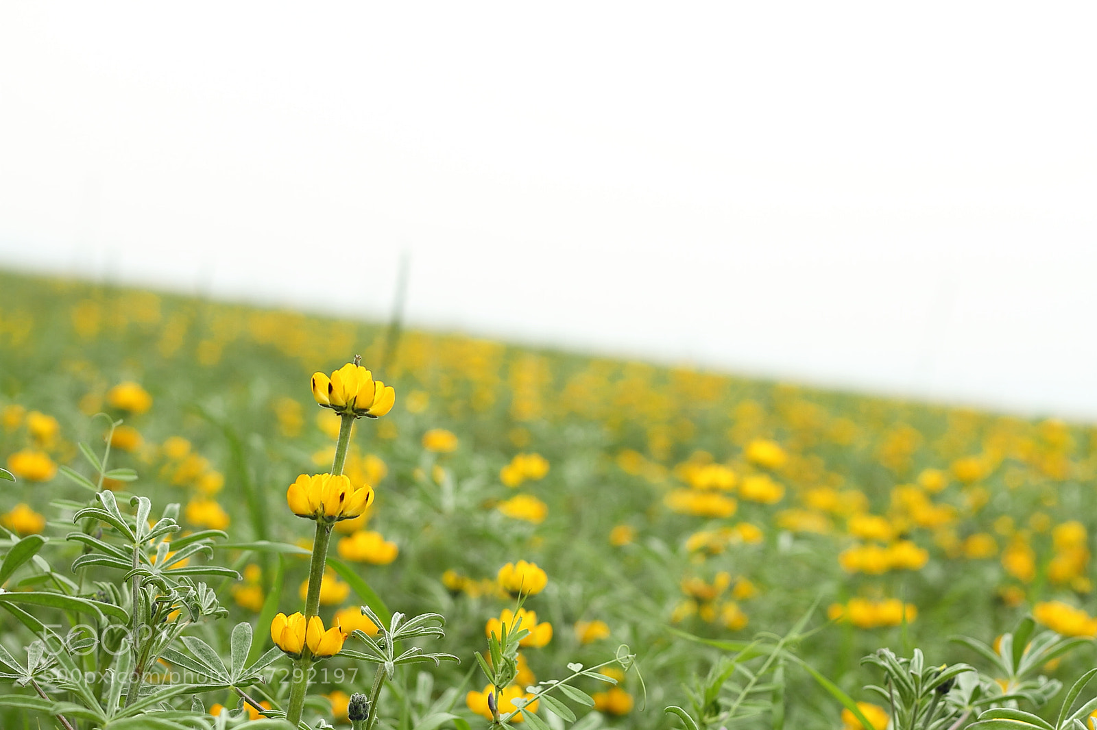 Canon EOS 7D sample photo. Lupin photography
