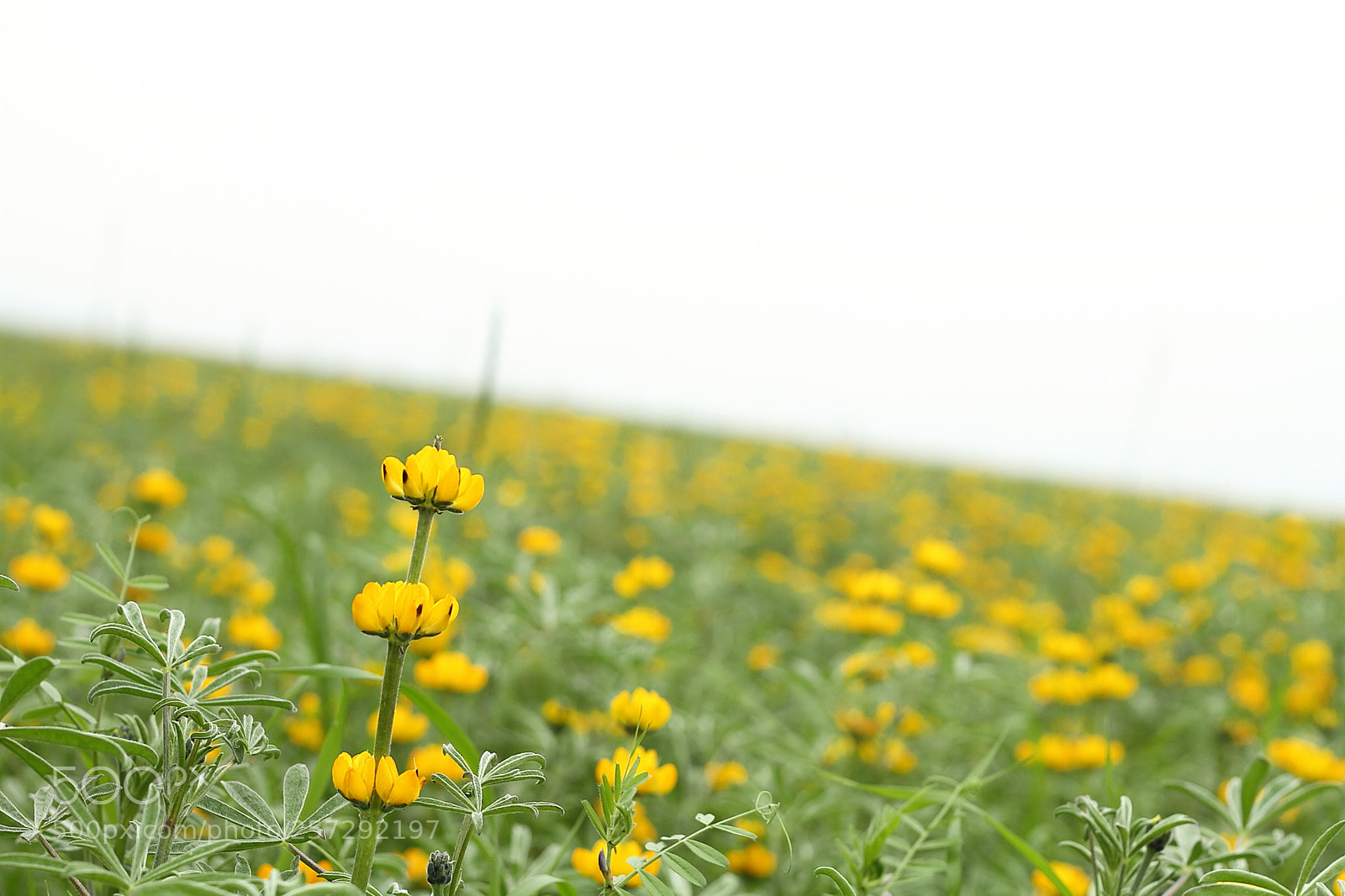 Canon EOS 7D + Canon EF 50mm F1.8 II sample photo. Lupin photography