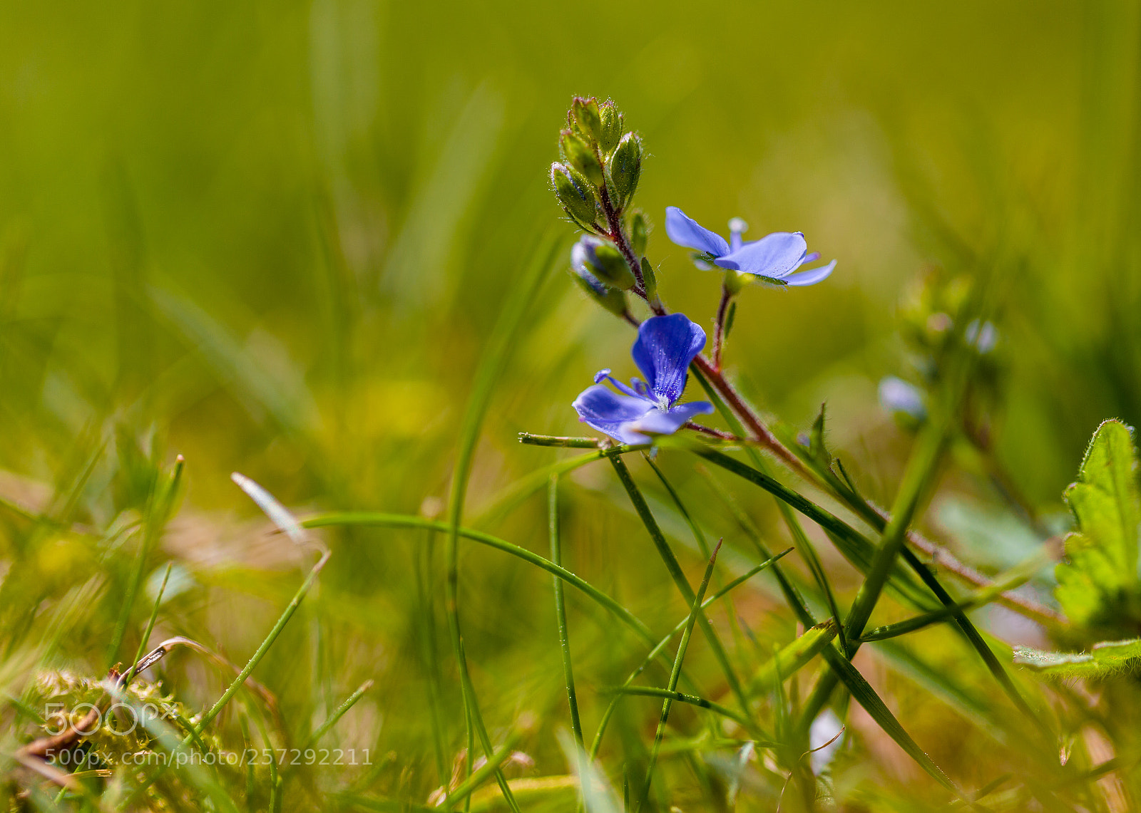 Canon EOS-1D X sample photo. 20180505124046941000030.jpg photography