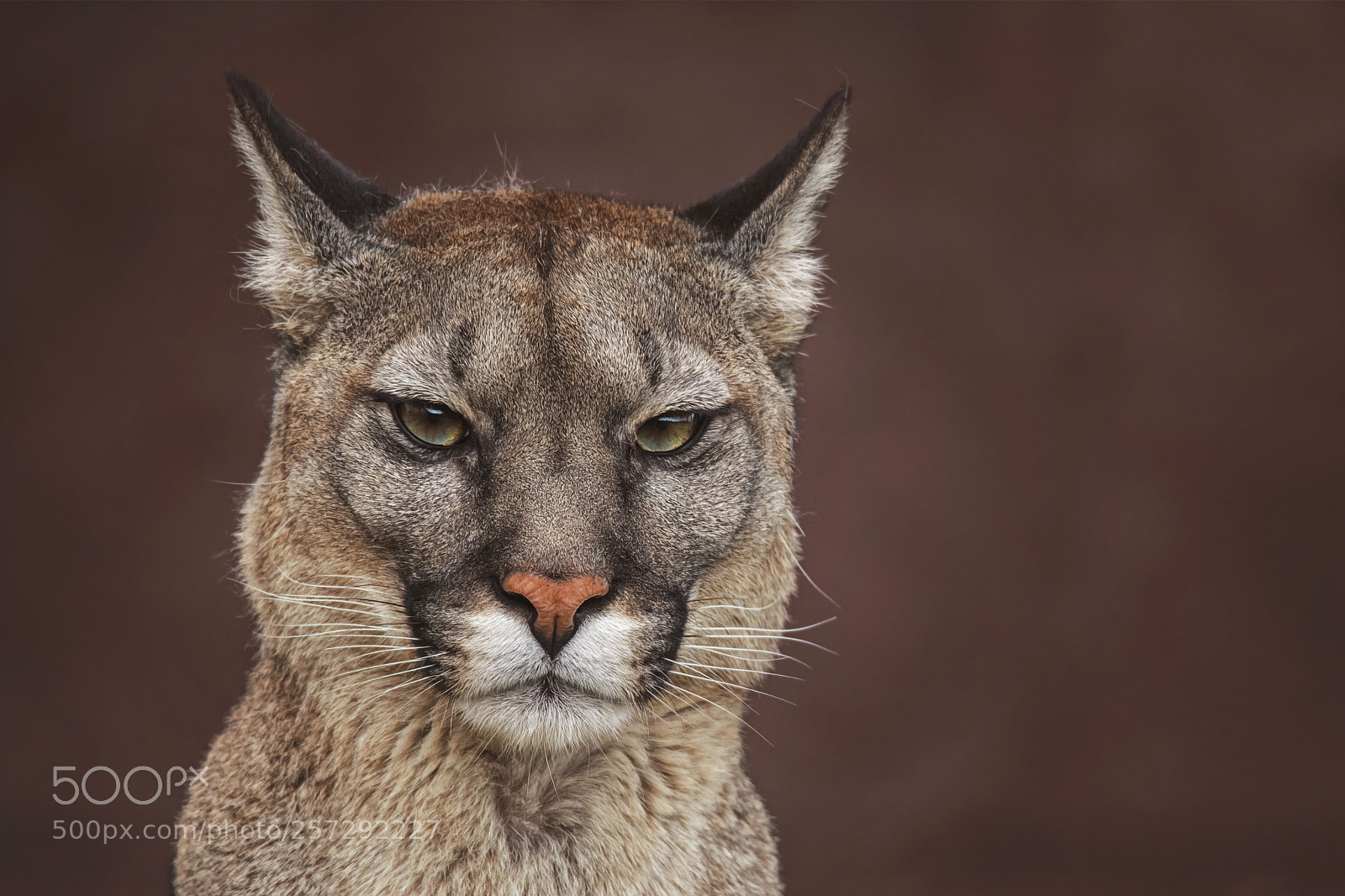 Nikon D7100 sample photo. American cougar photography