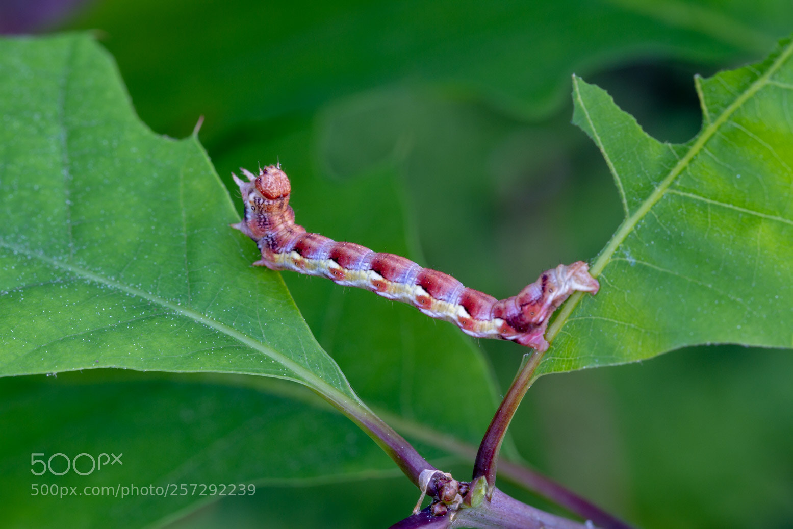 Canon EOS 7D sample photo. Grote wintervlinder photography