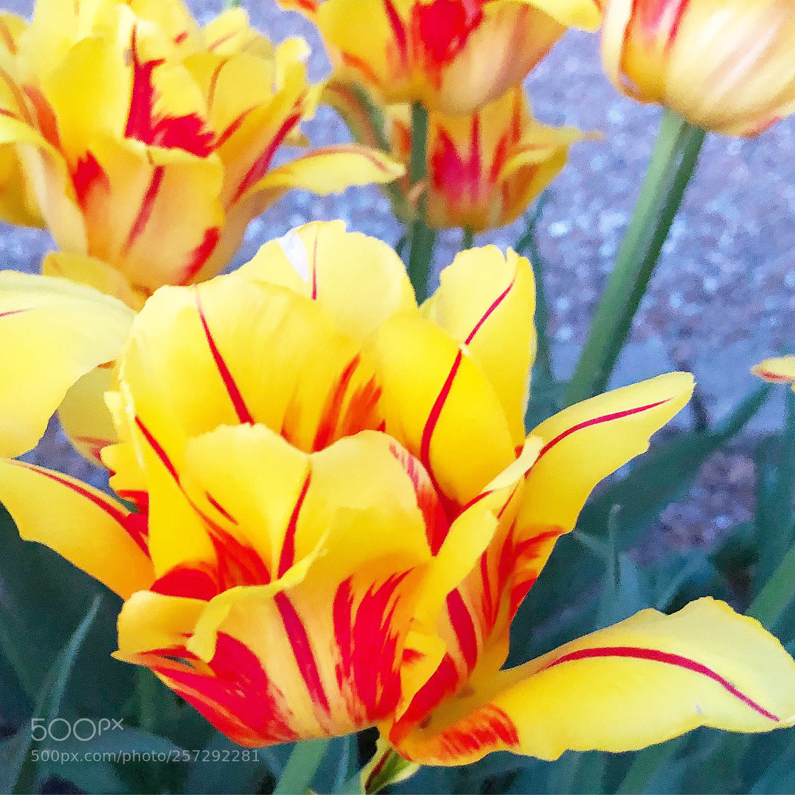 Apple iPhone 8 Plus sample photo. Tulips in may photography