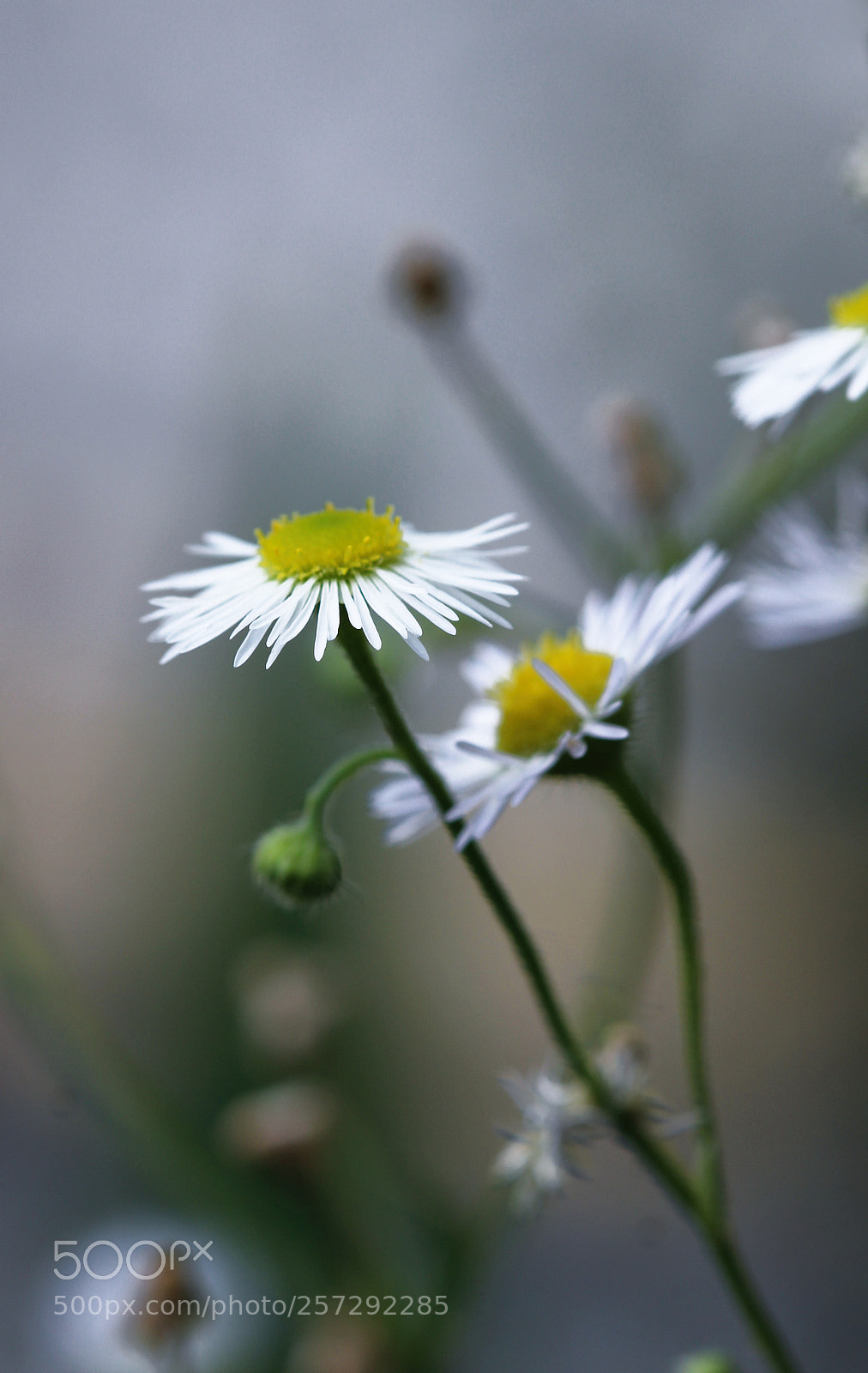 Canon EOS 600D (Rebel EOS T3i / EOS Kiss X5) sample photo. Before the rain photography