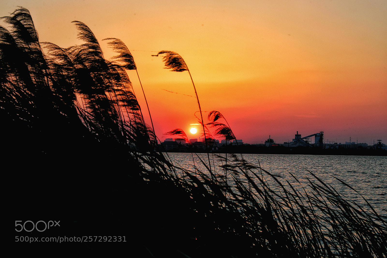 Canon EOS-1D X Mark II sample photo. 夕阳无限好 photography