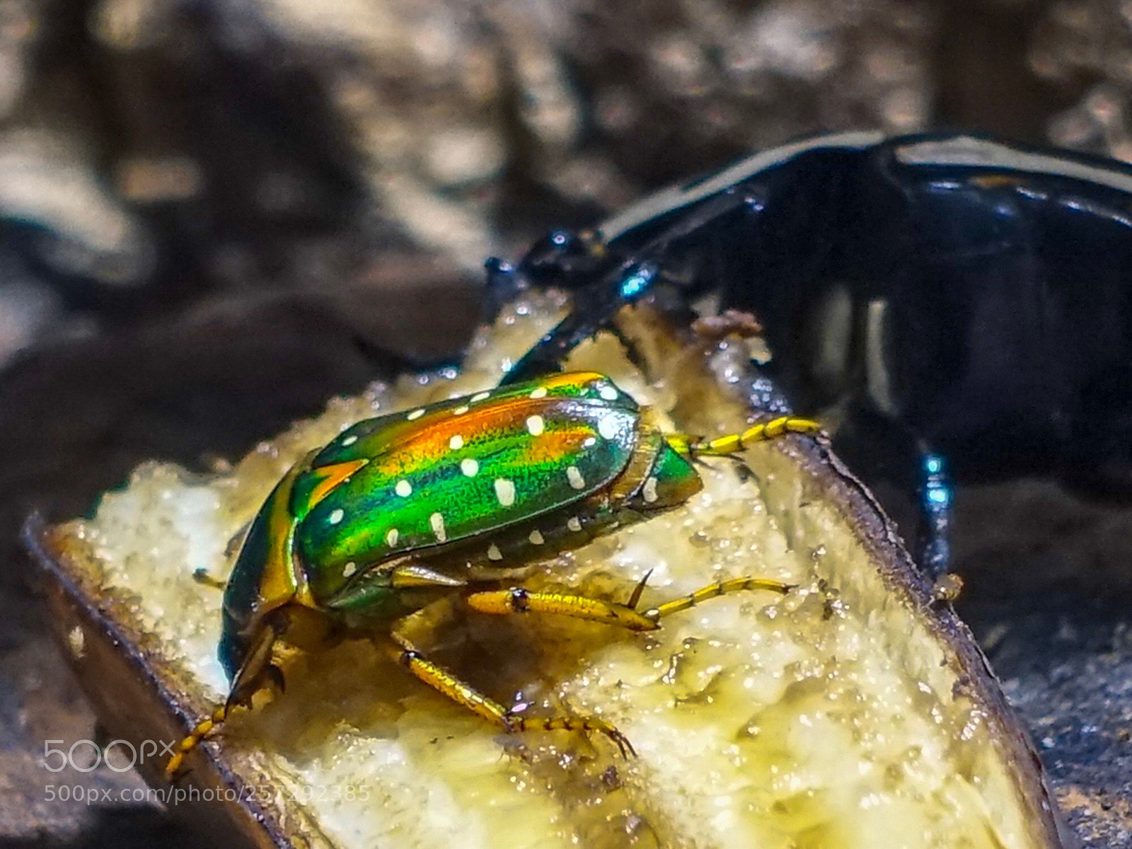 Sony Cyber-shot DSC-RX100 III sample photo. Insekten  photography