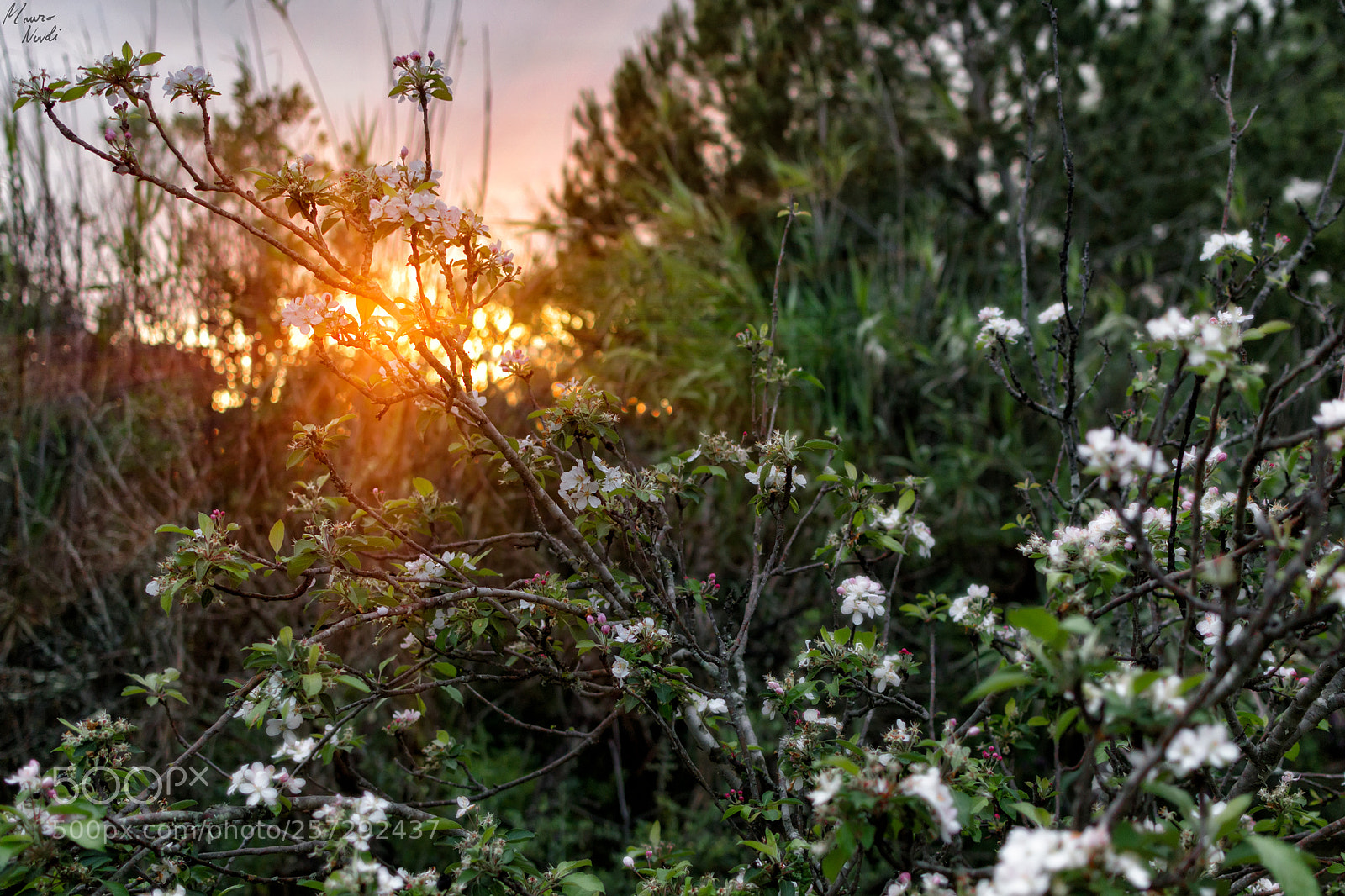Nikon D3100 sample photo. Sunset photography