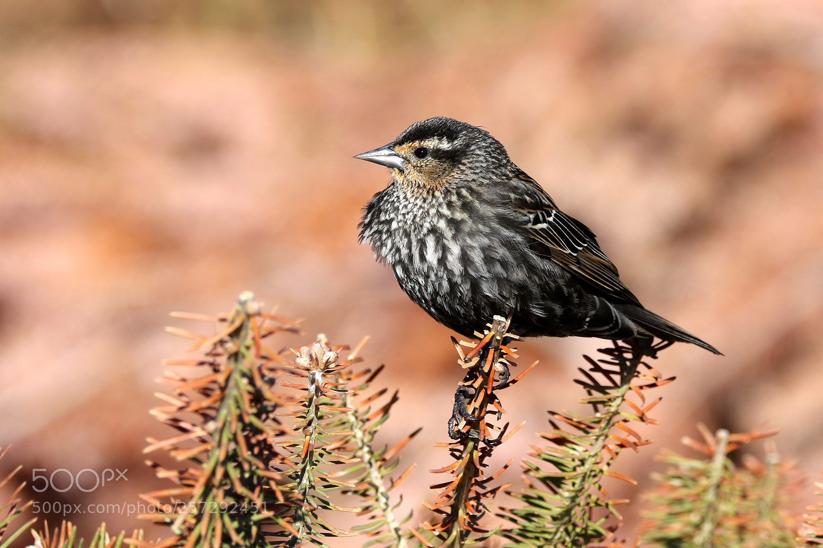 Canon EOS 7D Mark II sample photo. Female red-winged blackbird photography