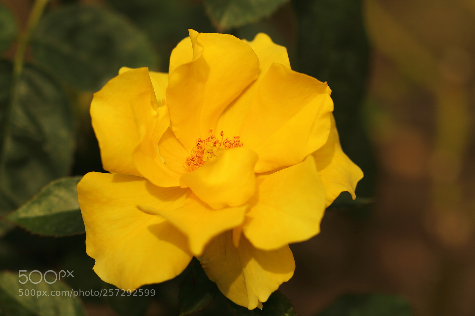 Canon EOS 7D + Canon EF 50mm F1.8 II sample photo. Rose photography