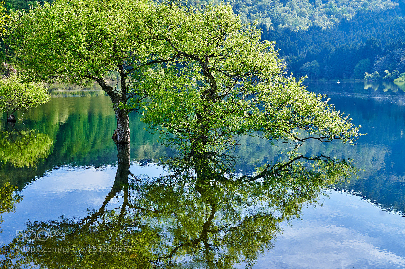 Sony a7R III sample photo. New green in reflection photography