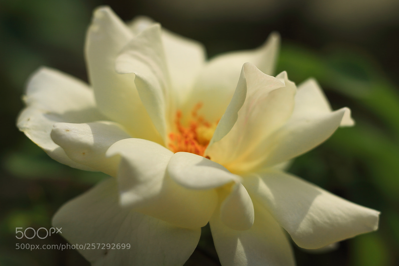 Canon EOS 7D + Canon EF 50mm F1.8 II sample photo. Rose photography