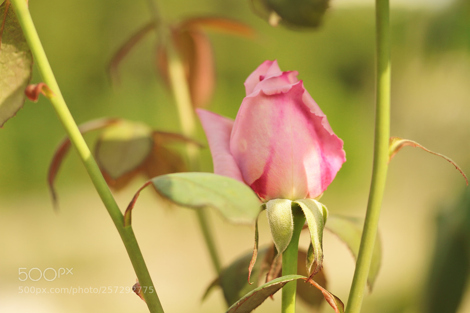 Canon EOS 7D sample photo. Rose photography