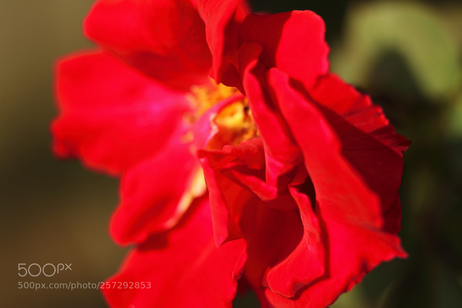 Canon EOS 7D + Canon EF 50mm F1.8 II sample photo. Rose photography