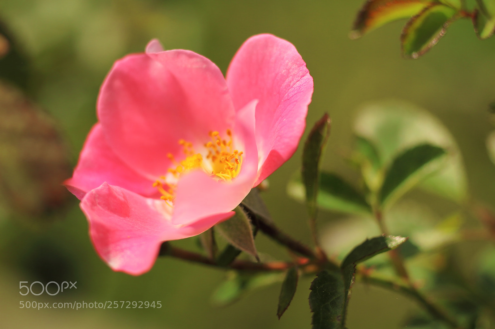 Canon EOS 7D + Canon EF 50mm F1.8 II sample photo. Rose photography